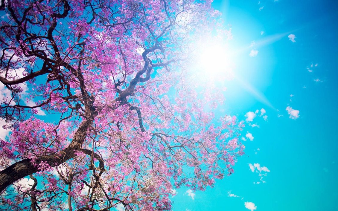 Download Wallpaper Sun on the sky - beautiful spring sunny day cherry blossom