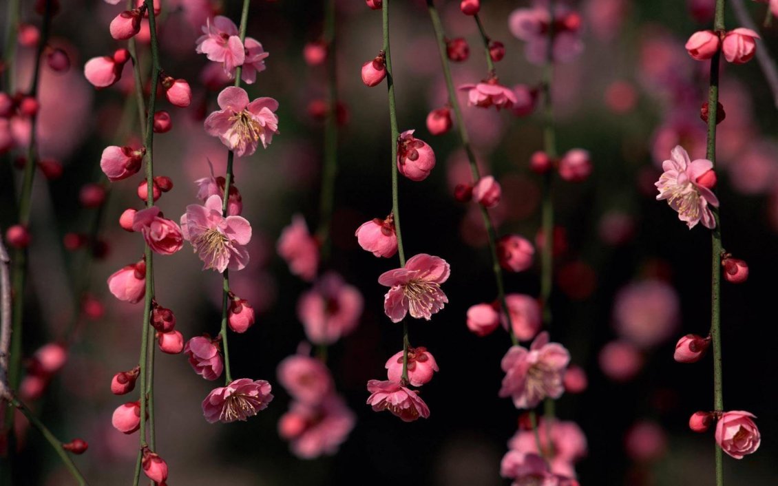 Download Wallpaper Pink cherry flowers - Blossom spring time