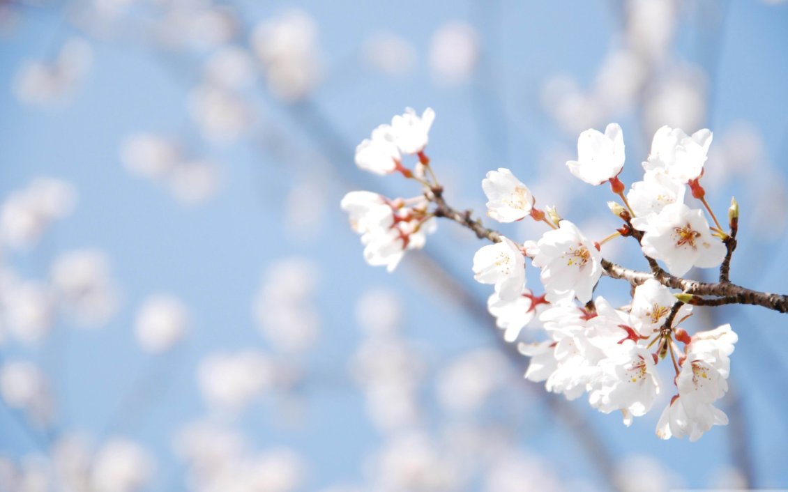 Download Wallpaper Wonderful white blossom tree flowers - Spring season