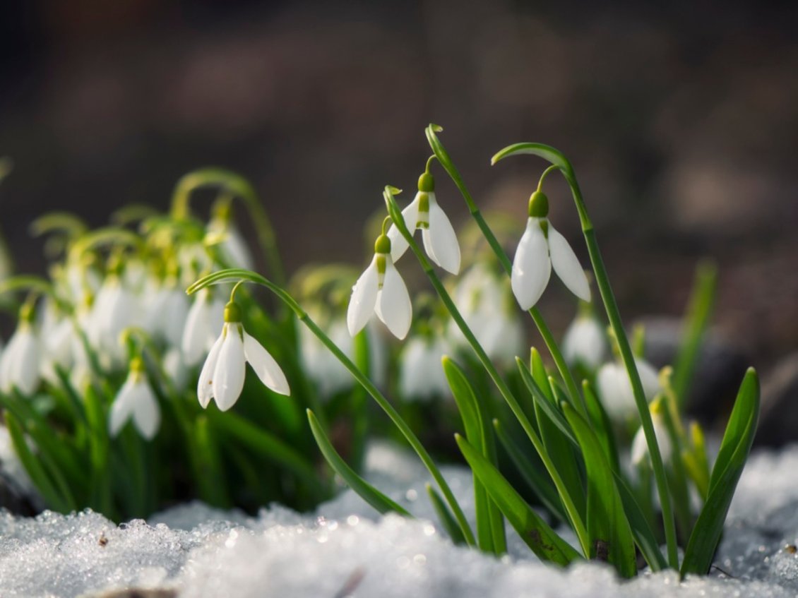 Download Wallpaper Wonderful snowdrops in the snow - HD spring season time