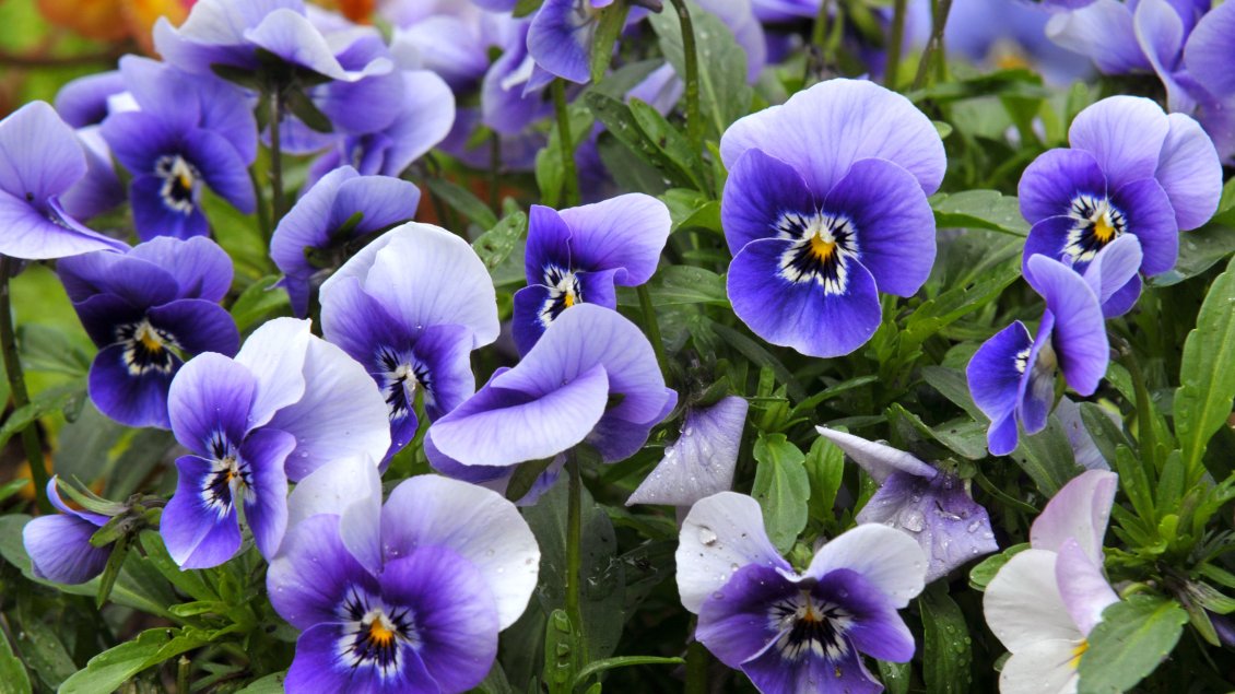 Download Wallpaper Wonderful blue spring flowers - HD wallpaper