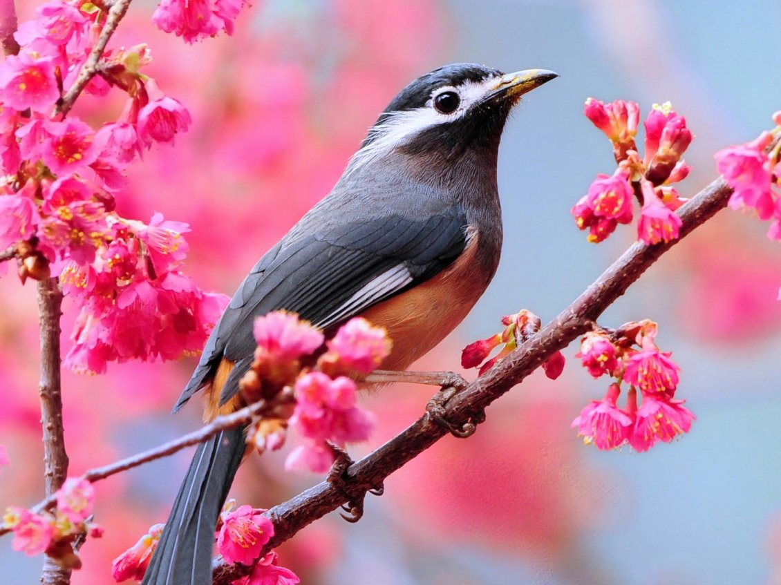 Download Wallpaper Sweet little bird on a branch in blossom - Spring time