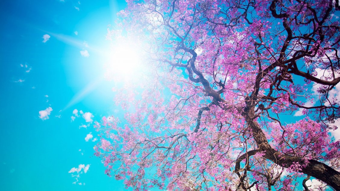 Download Wallpaper Sunny spring day - Purple flowers