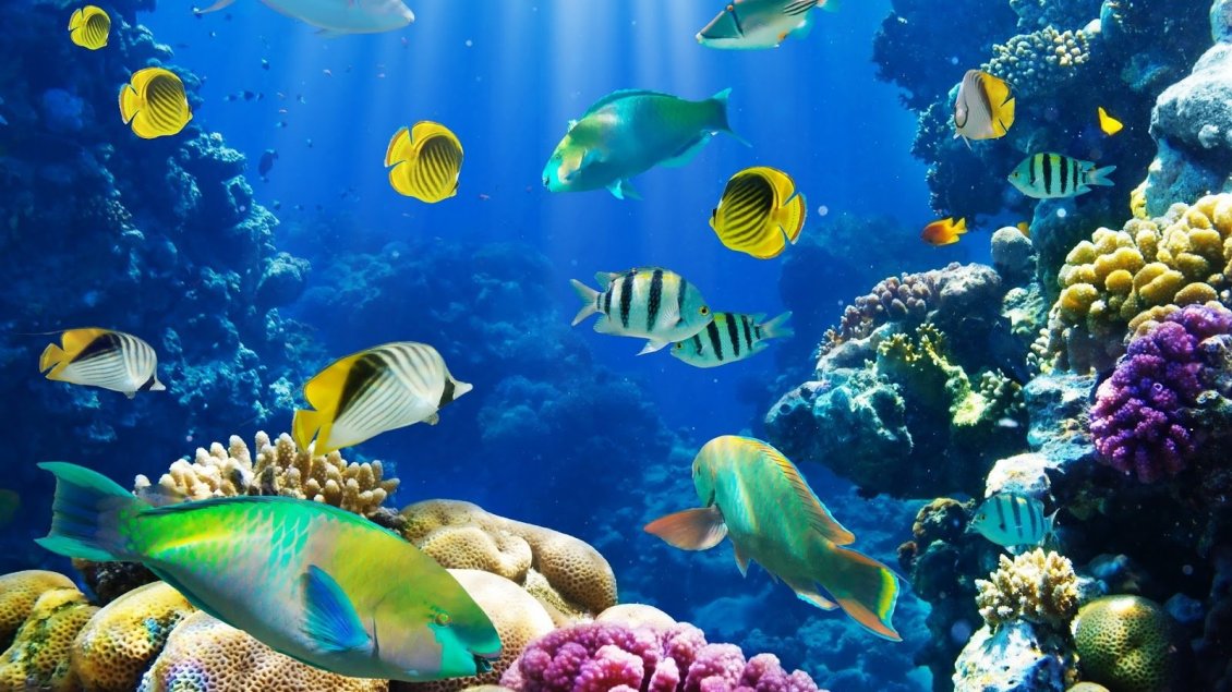 Download Wallpaper Wonderful fish in the ocean - Life under water