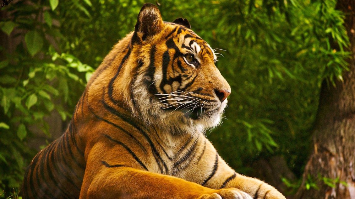 Download Wallpaper Big tiger wild animal - Beautiful HD wallpaper
