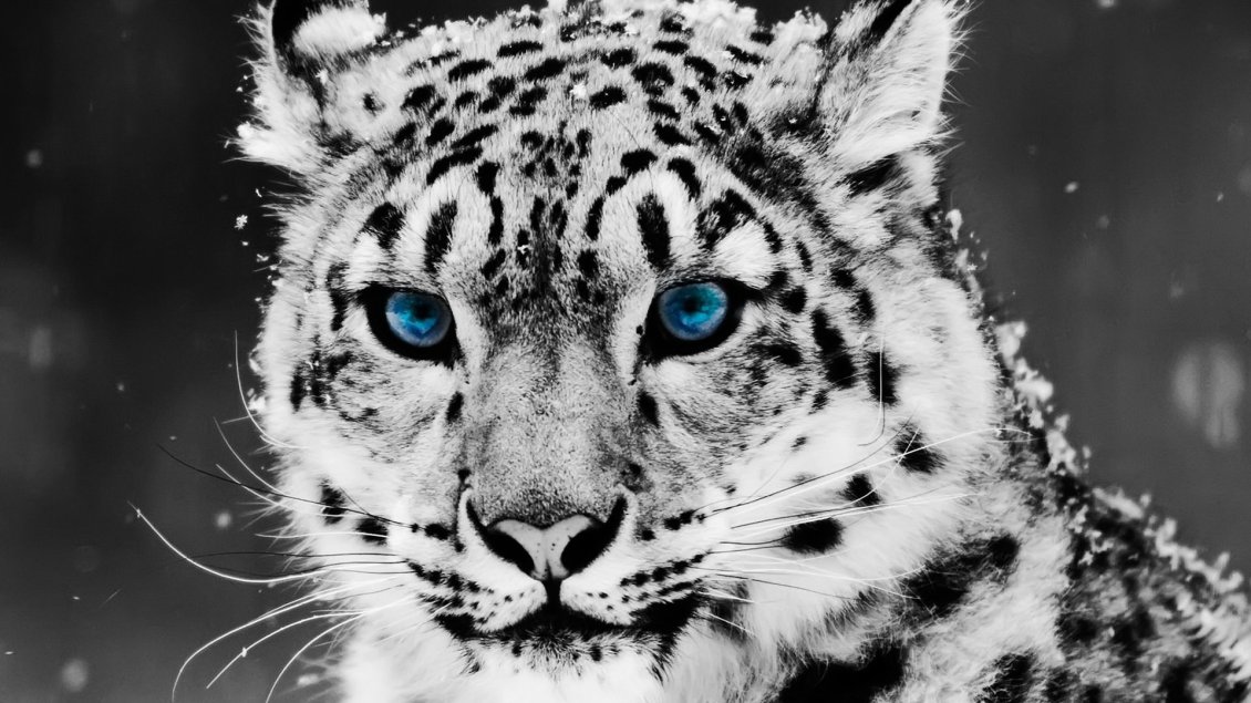 Download Wallpaper Beautiful blue eyes wild animal - white tiger