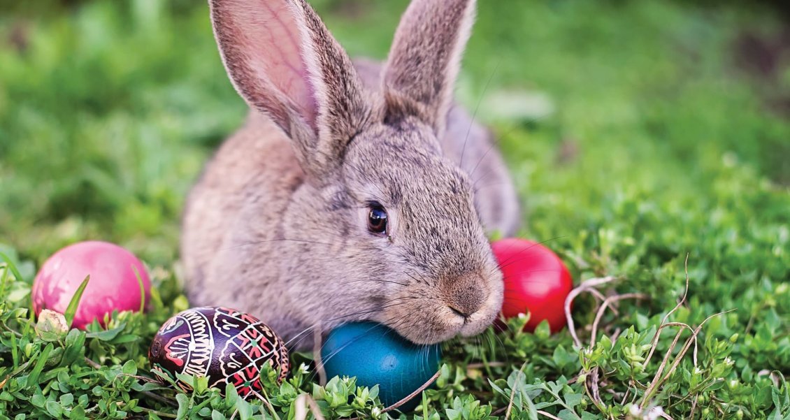 Download Wallpaper Brown bunny play with Easter eggs - HD wallpaper