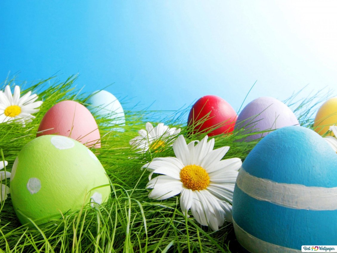 Download Wallpaper White flower and colorful Easter eggs - HD wallpaper
