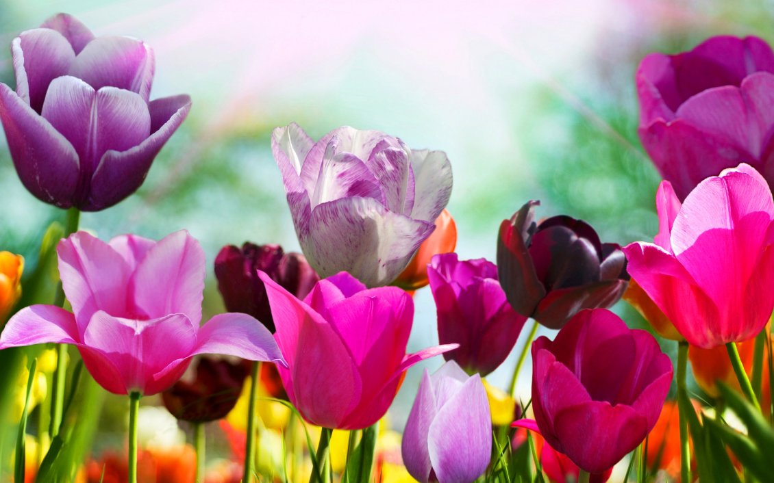 Download Wallpaper Beautiful garden full with colorful tulips - HD wallpaper