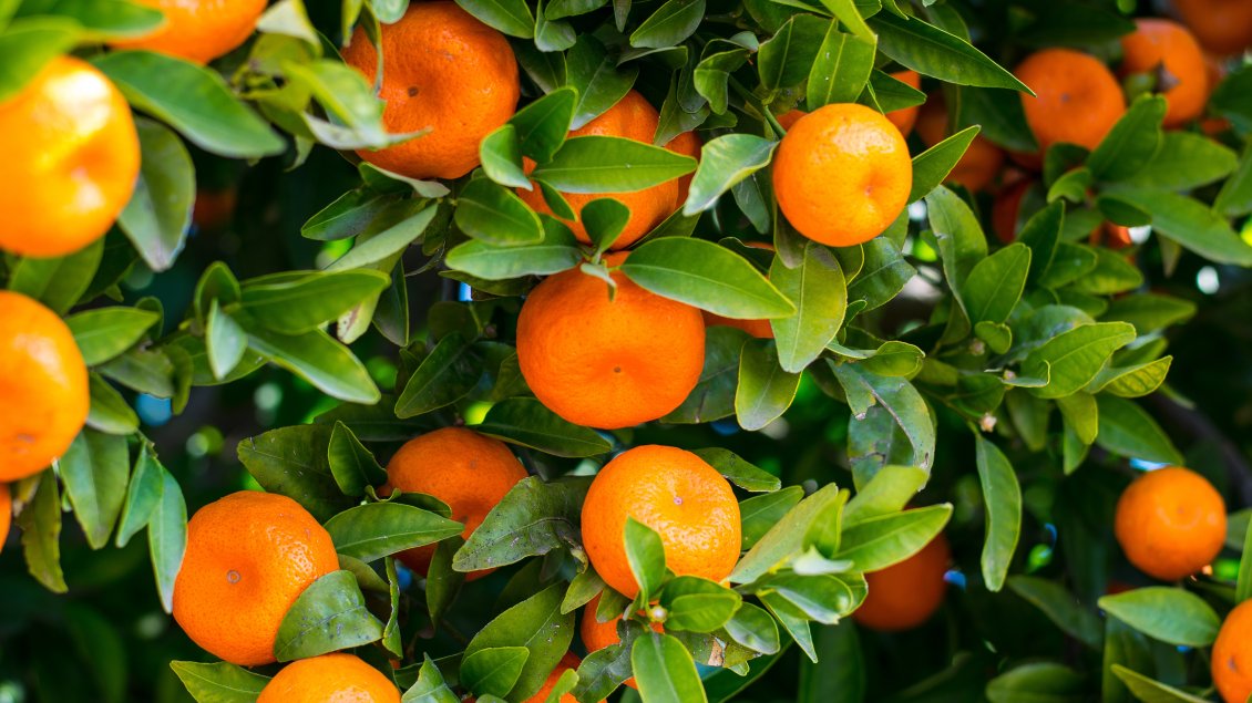 Download Wallpaper Tangerine tree full with fruits - HD wallpaper