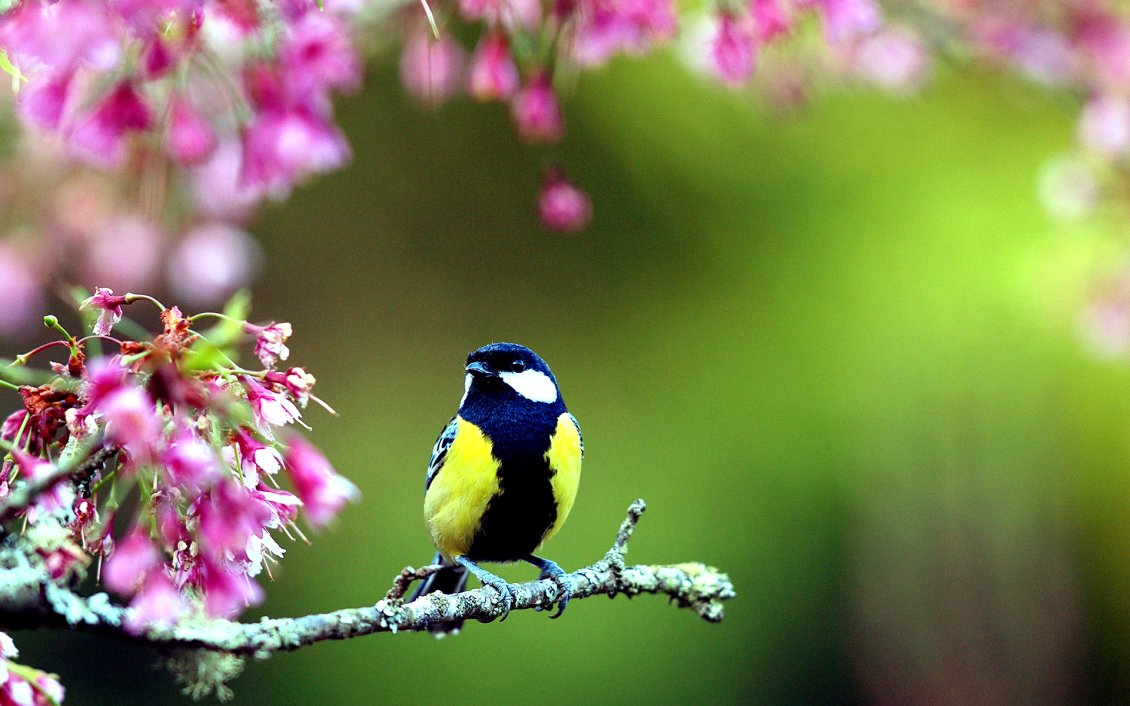Download Wallpaper Beautiful blue and yellow bird on a brench blossom flowers
