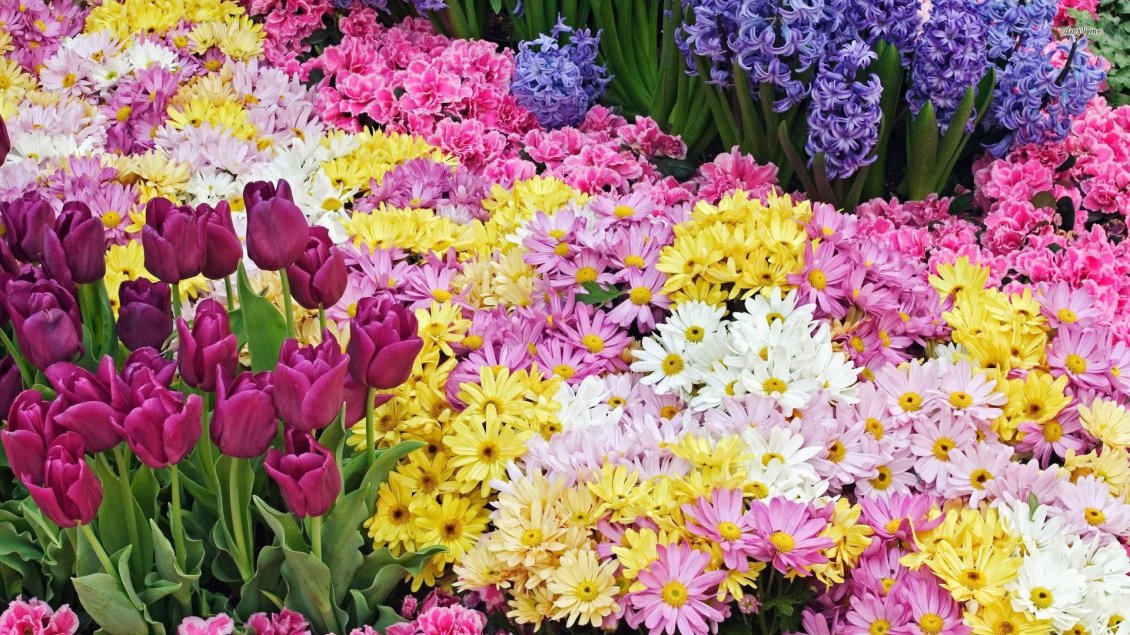 Download Wallpaper Garden full of beautiful flowers - HD wallpaper
