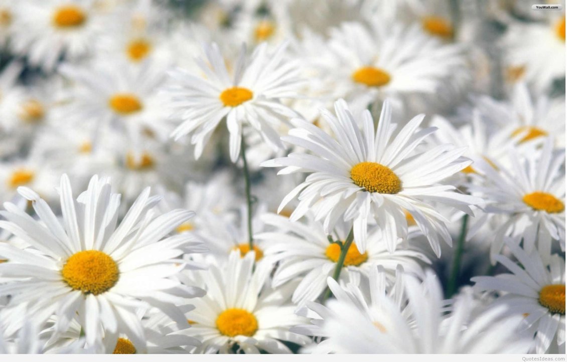 Download Wallpaper Wonderful white flowers - HD wallpaper