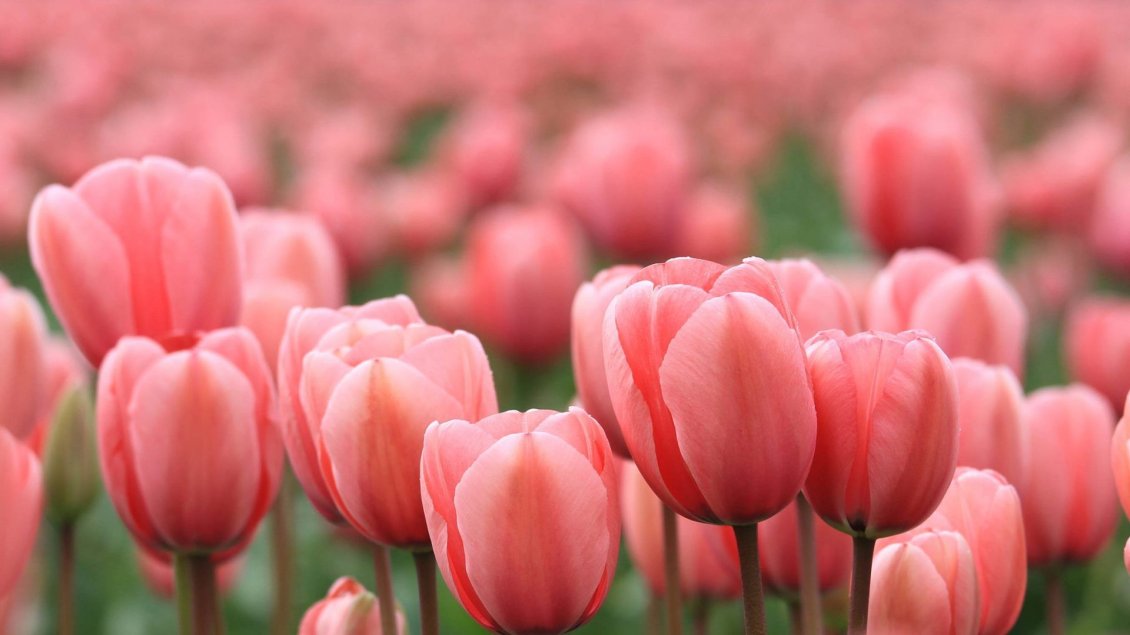 Download Wallpaper Wonderful pink tulips flowers - Garden full
