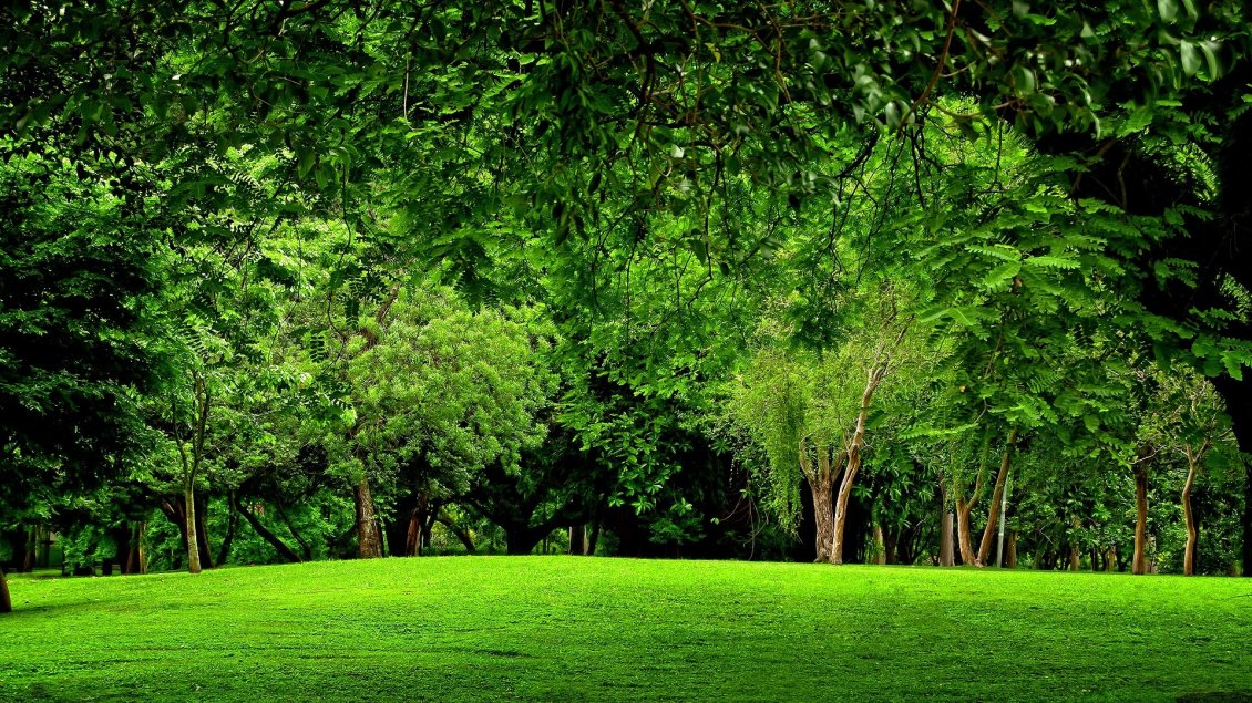 Download Wallpaper Green path in front of the forest - HD wallpaper