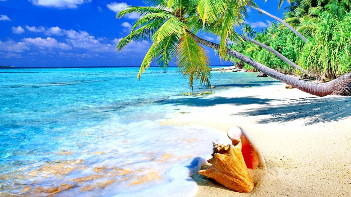 Download Wallpaper Shell on the white sand - beautiful summer holiday time
