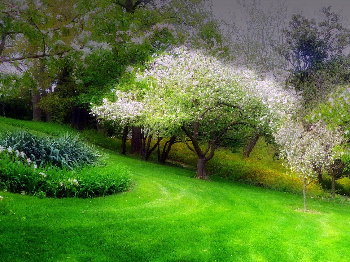 Download Wallpaper White flowers on a wonderful tree - spring season time