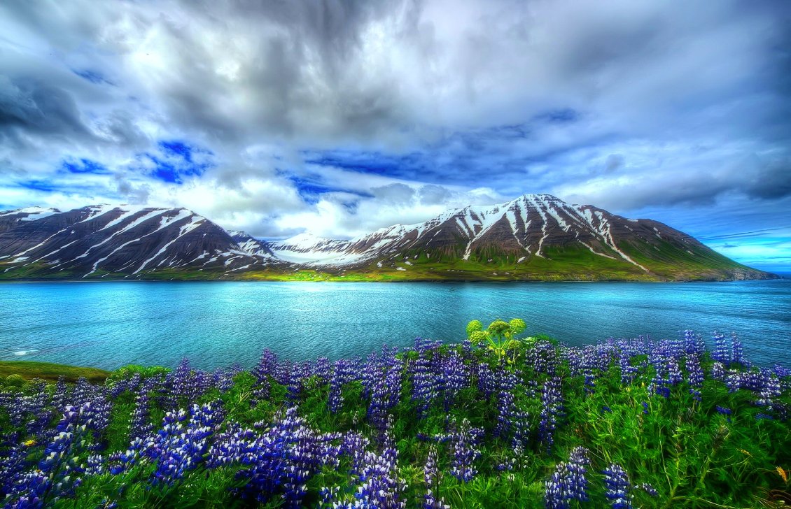 Download Wallpaper Purple flowers near the lake and mountains