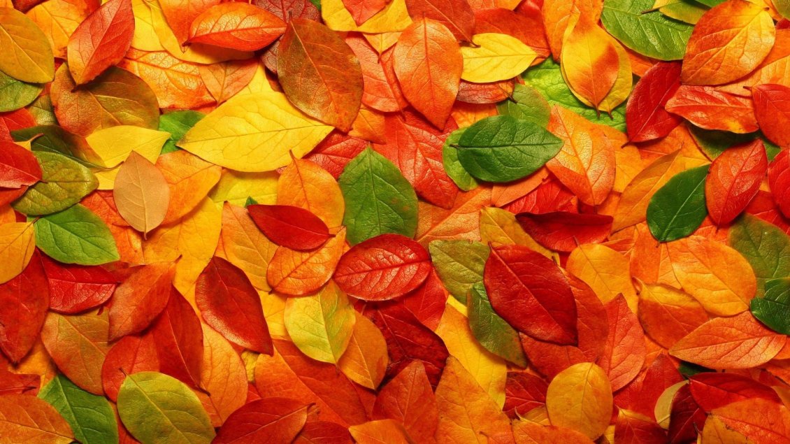 Download Wallpaper Carpet of the autumn leaves - HD wallpaper