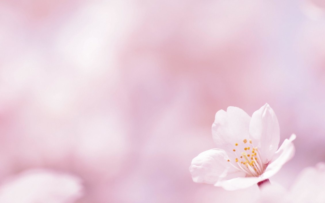 Download Wallpaper Pink flower - blossom cherry spring time