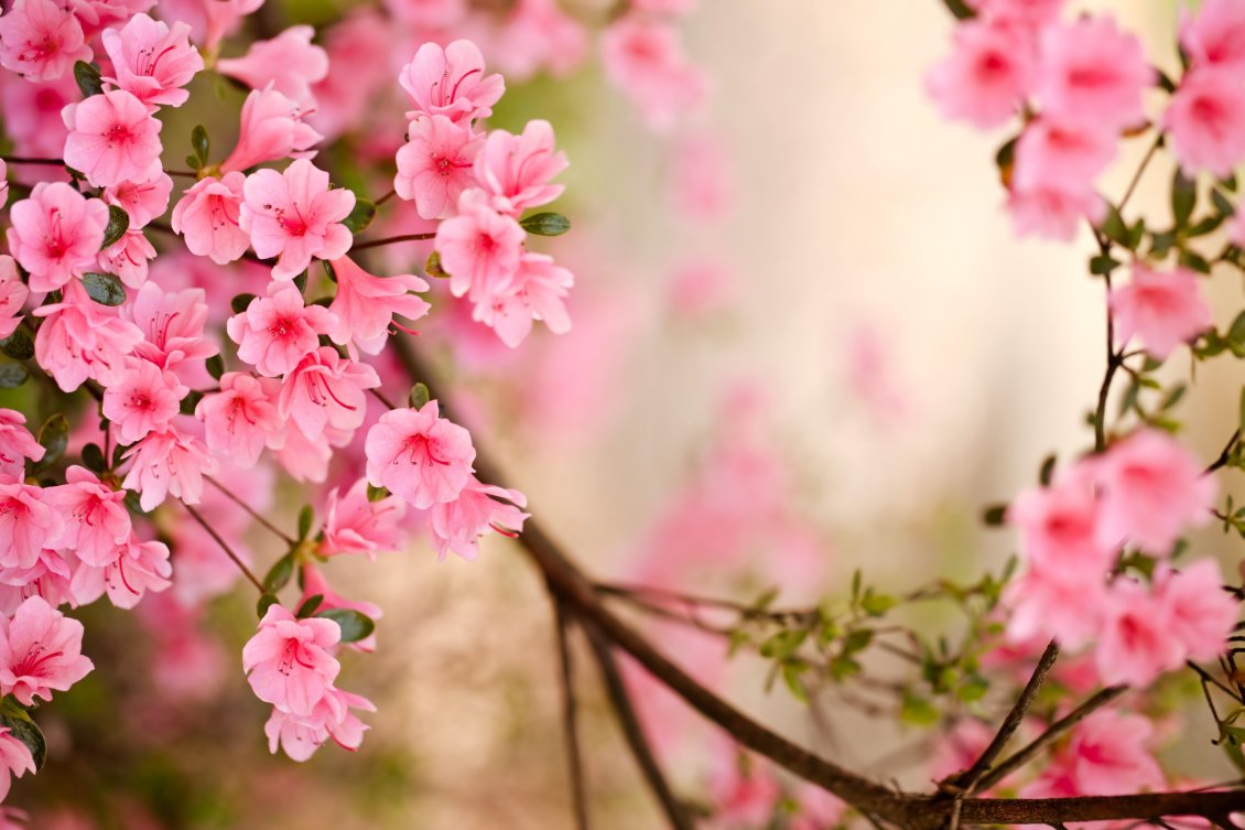 Download Wallpaper Wonderful spring flowers frame for photo corner