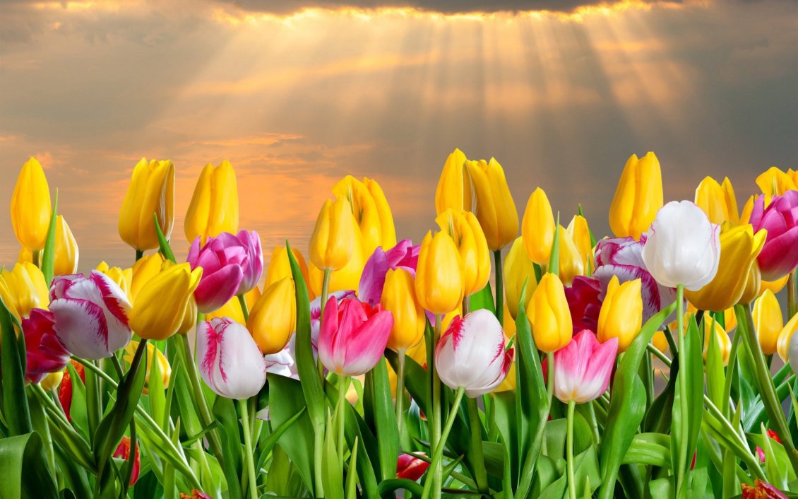 Download Wallpaper Sunlight over the beautiful tulip flowers