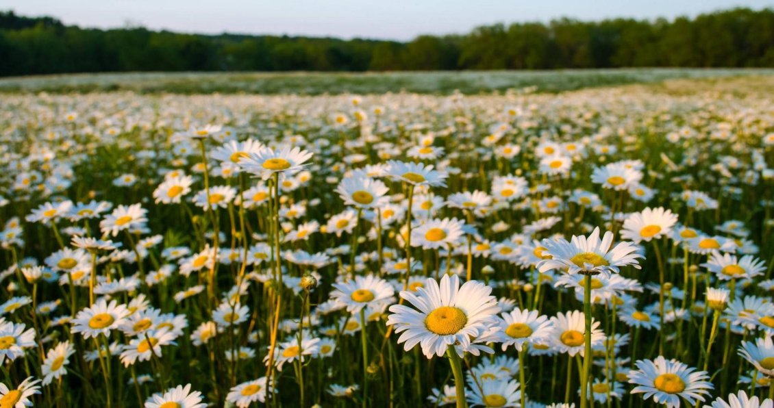 Download Wallpaper Daisy flowers on a field - Spring season time