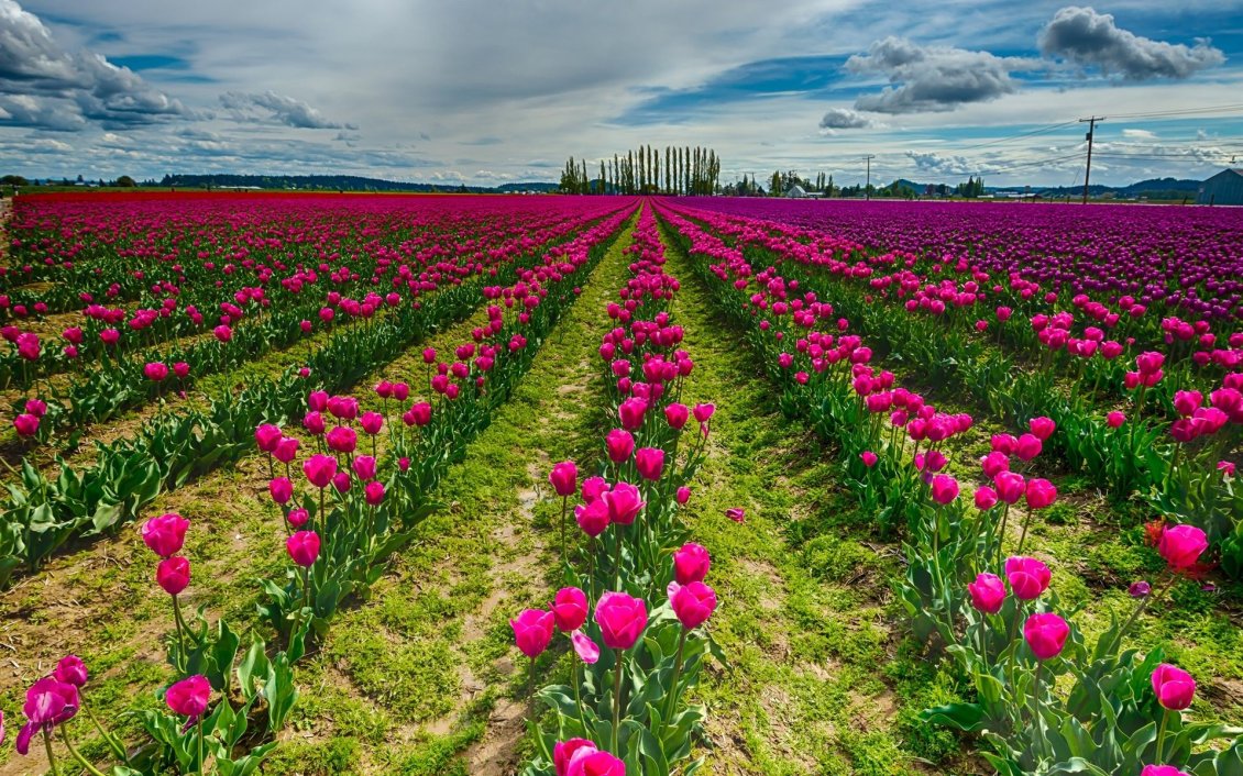 Download Wallpaper Netherlands pink tulips on a field - HD wallpaper