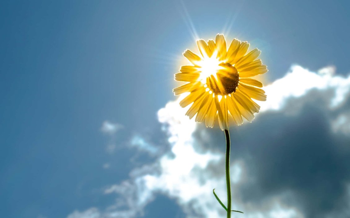 Download Wallpaper Wonderful sunlight through a yellow flower - HD wallpaper