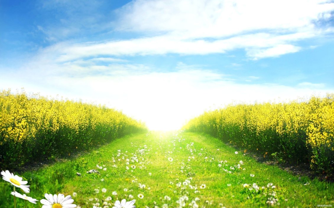 Download Wallpaper Path for light - wonderful flowers on a green field