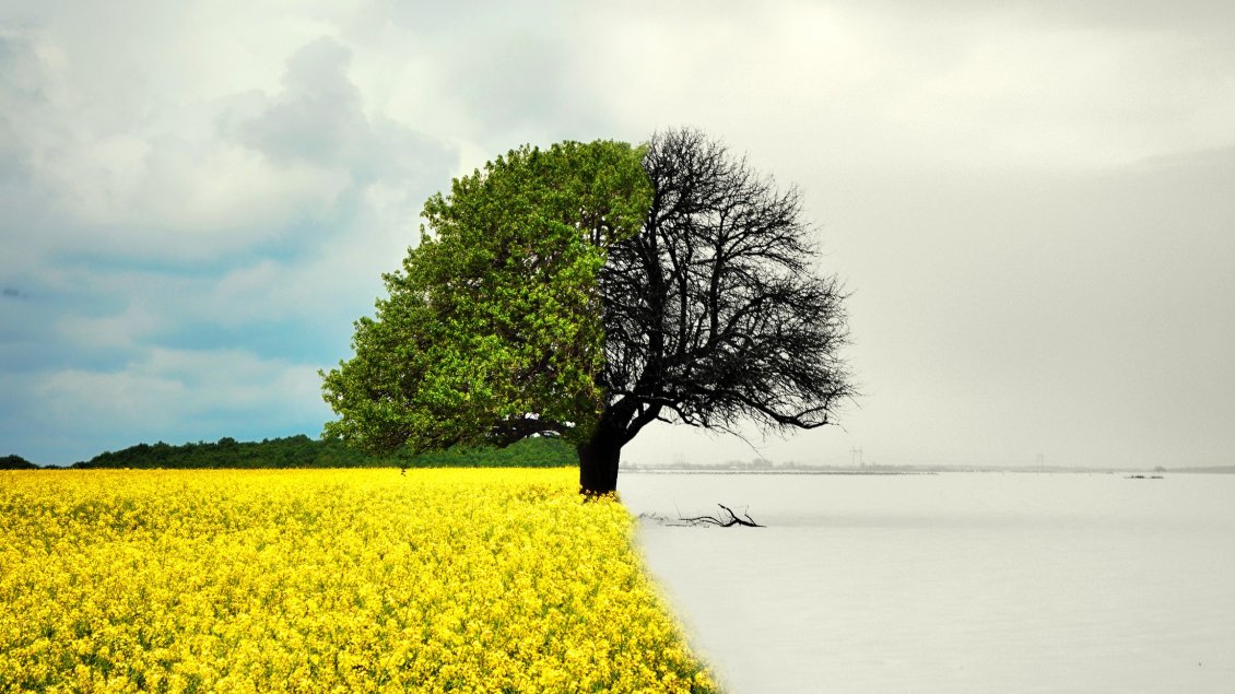 Download Wallpaper Winter versus Spring season time - white and yellow