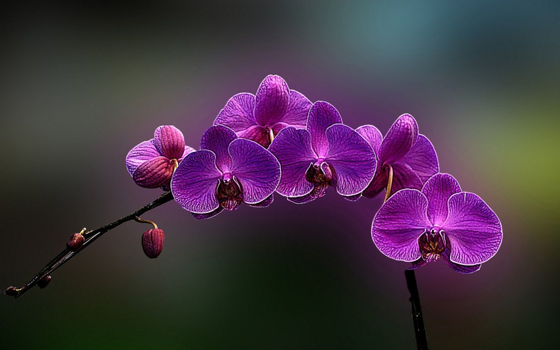 Download Wallpaper Purple orchid flowers - HD beautiful spring season