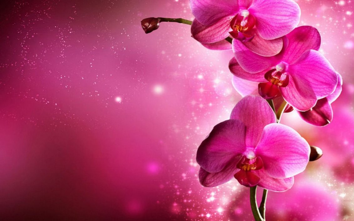 Download Wallpaper Magic flowers - Pink orchid plant