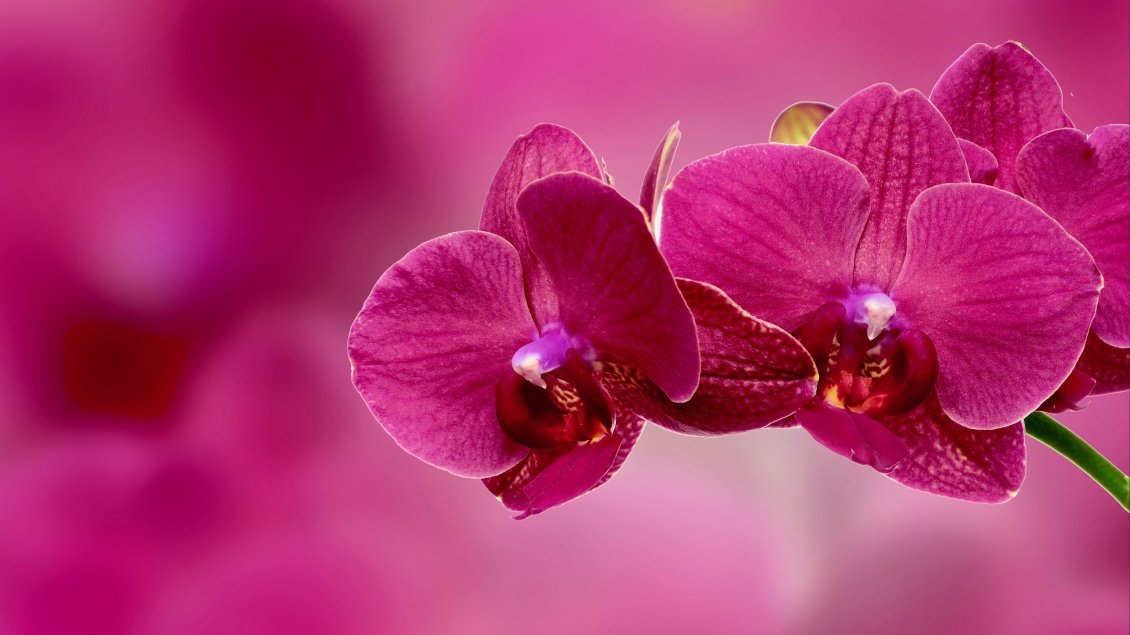Download Wallpaper Macro orchid flowers - Pink color
