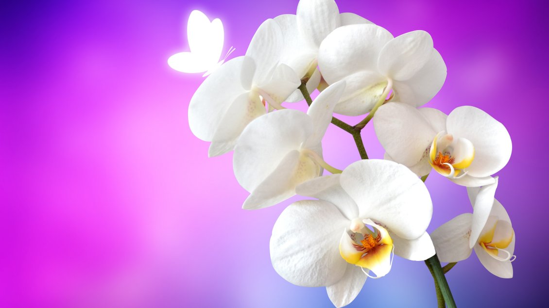 Download Wallpaper Wonderful white orchid flowers blossom spring season