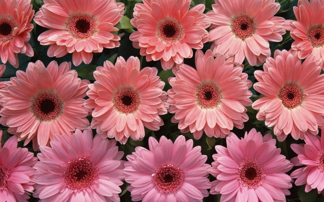 Download Wallpaper Small gerbera flowers - Pink HD wallpaper