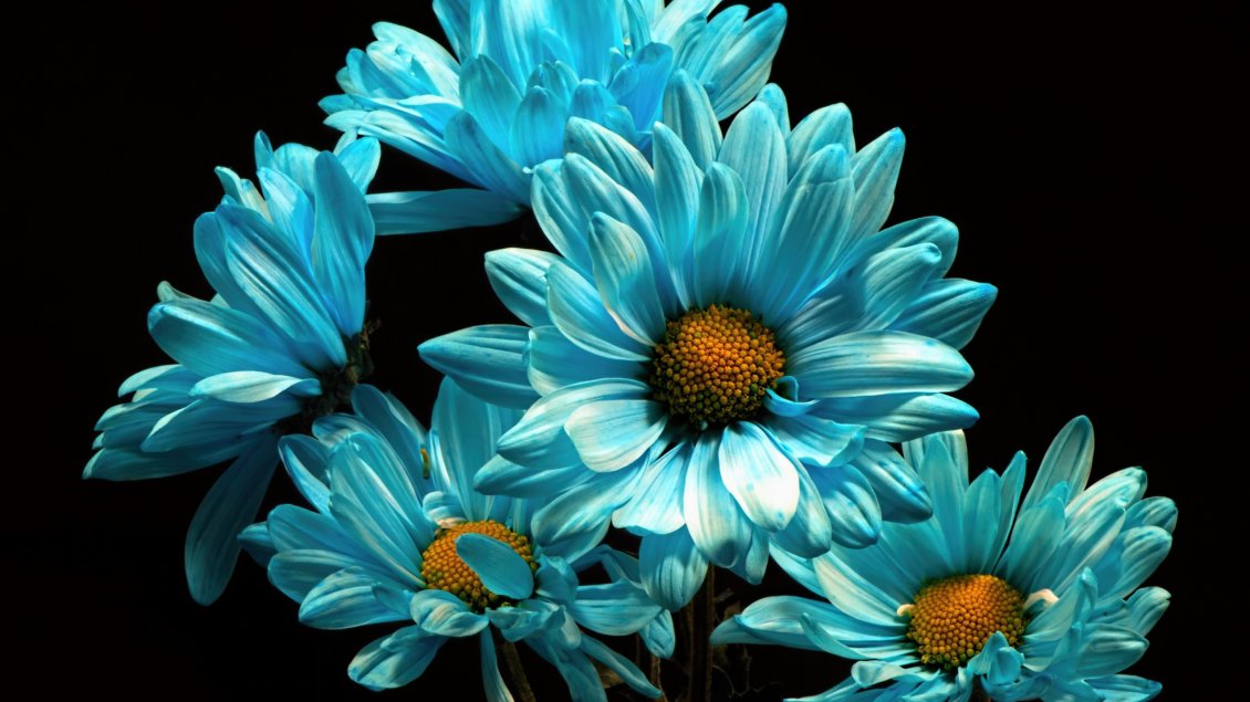Download Wallpaper Light blue daisy HD wallpaper dark background