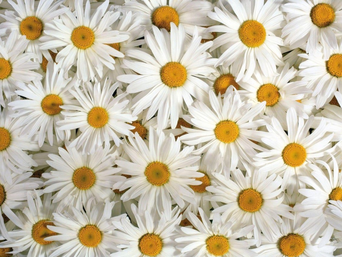 Download Wallpaper Full white daisy flowers wallpaper - Spring season