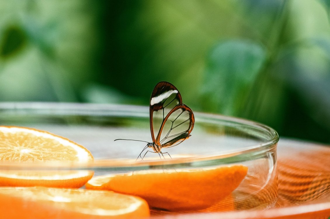 Download Wallpaper Beautiful transparent butterfly on a slice of orange