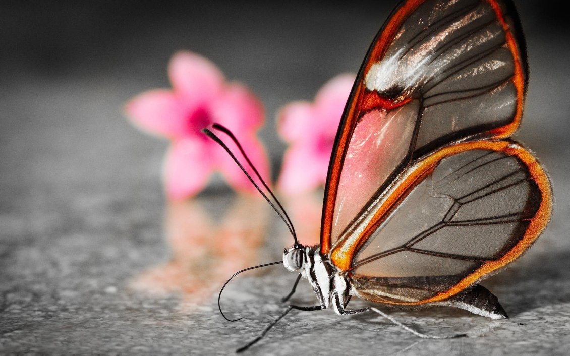 Download Wallpaper Macro transparent butterfly - Wonderful nature insect