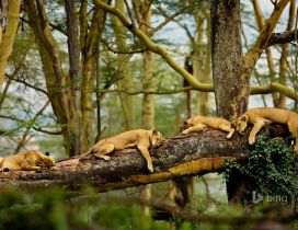 Sleeping lions in the forest