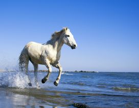 White horse running in water