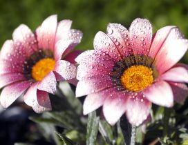 Pink flowers with dew in the morning