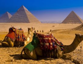 Camels resting in the desert and pyramids