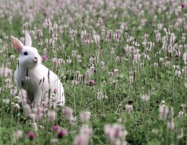 White rabbit on the field with grass and flowers