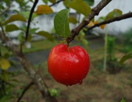 Red apple with raindrops in the trees