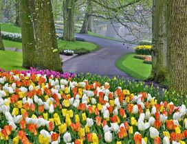 A beautiful spring day in park - Tulips in many colors