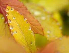 Yelowed leaves, drops of rain. Autumn day.