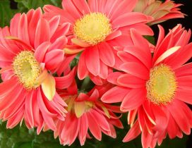 Bouquet of red flowers. Five daisies.