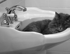 The cat slept in sink. It is very funny.